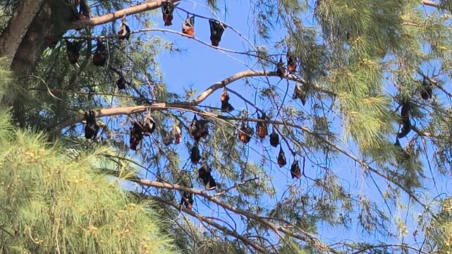 A large colony of giant flying foxes hangs upside down from a tree during the day. They rest quietly in the branches. At night, they will become active and fly away to forage for food.
