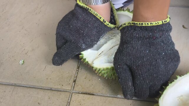 A person carefully cracks open a thorny durian using a traditional machete. The thick husk splits apart seamlessly. Inside, the fresh, rich, creamy yellow flesh is beautifully revealed.
