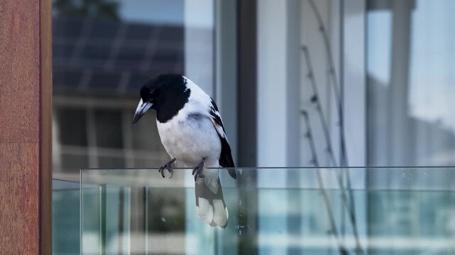 Australian Pied Butcherbird Perched on a Modern Glass Balcony Railing