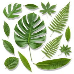 Collection of various green tropical leaves on white background © Photos 4 YOU