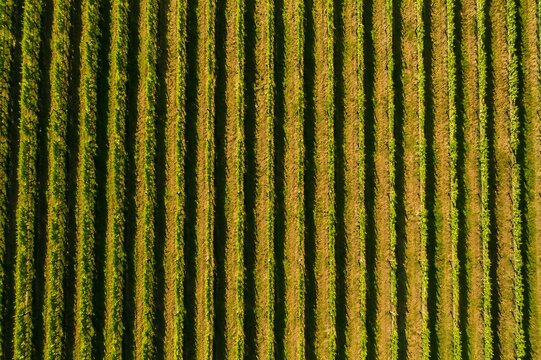 Aerial view of a vast agricultural field with perfectly aligned rows of crops bathed in warm sunlight, showcasing the organized patterns of nature and human cultivation.
