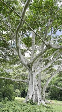 Ficus is a genus of about 850 species of woody trees, shrubs, vines, epiphytes and hemiepiphytes in the family Moraceae. fig trees or figs. Ho'omaluhia Botanical Garden, Honolulu, Oahu, Hawaii. 