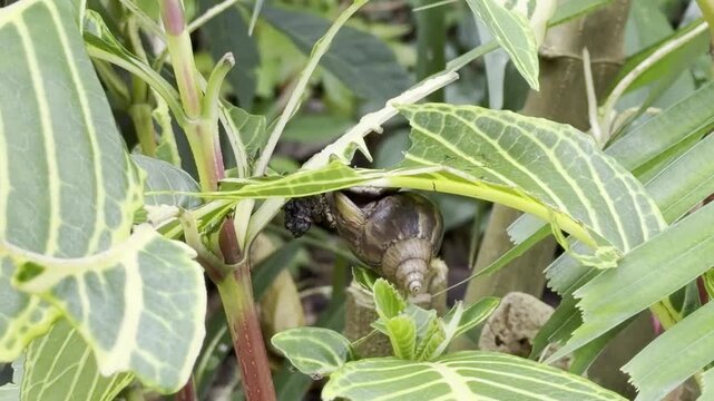 Sanchezia speciosa, Sanchezia is a genus of the plant family Acanthaceae.  Ho'omaluhia Botanical Garden, Honolulu, Oahu, Hawaii. Lissachatina fulica, giant African land snail.