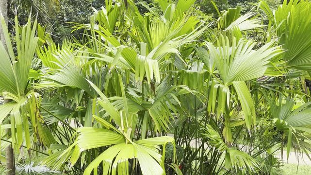 Carludovica palmata (Panama hat plant, toquilla palm) is a species of flowering plant in the family Cyclanthaceae. Ho'omaluhia Botanical Garden, Honolulu, Oahu, Hawaii. Convergent evolution
