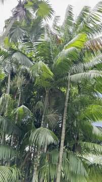 The a&ccedil;a&iacute; palm,  Euterpe oleracea, is a species of palm tree (Arecaceae).  Ho'omaluhia Botanical Garden, Honolulu, Oahu, Hawaii. Acai