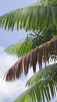 The a&ccedil;a&iacute; palm,  Euterpe oleracea, is a species of palm tree (Arecaceae).  Ho'omaluhia Botanical Garden, Honolulu, Oahu, Hawaii. Acai