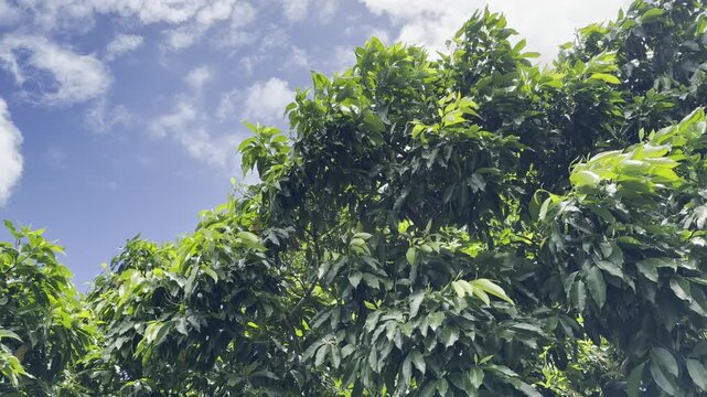 Magnolia &times; alba (white champaca), Family Magnoliaceae. Ho'omaluhia Botanical Garden, Honolulu, Oahu, Hawaii. 