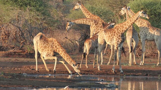 Giraffes (Giraffa camelopardalis) drinking at a waterhole with crocodiles, Kruger National Park, South Africa 