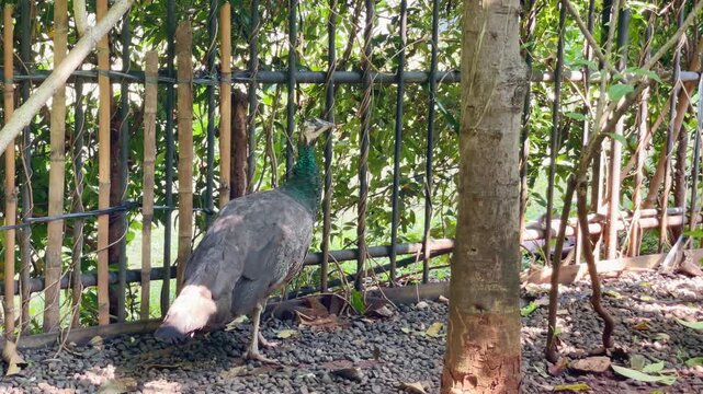 blue peahen standing near the fence, looking around and the sky in the afternoon, wild birds behaviour footage