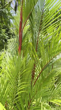 Cyrtostachys renda, also known by the common names red sealing wax palm and lipstick palm. Ho'omaluhia Botanical Garden, Honolulu, Oahu, Hawaii. 