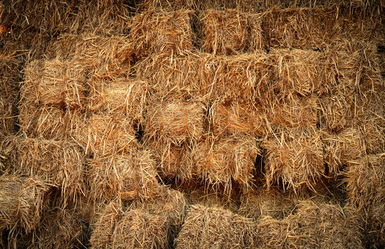 Dry straw bale and agricultural byproducts. stacked yellow straw bales for animal fodder and livestock bedding. Straw bales in sustainable farming. Agricultural byproducts. Agricultural practices.