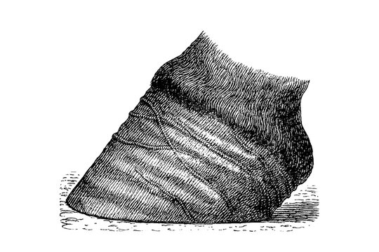Horse hoof with rings caused by thrush, resting on surface, old vintage illustration, 1889.