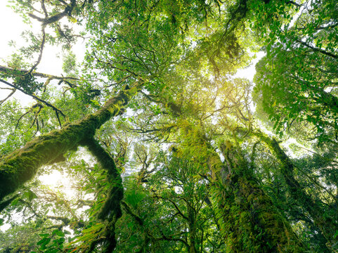 Green tree forest with sunlight through green leaves. Natural carbon capture and carbon credit concept. Sustainable forest management. Trees absorb carbon dioxide. Natural carbon sink. Environment day