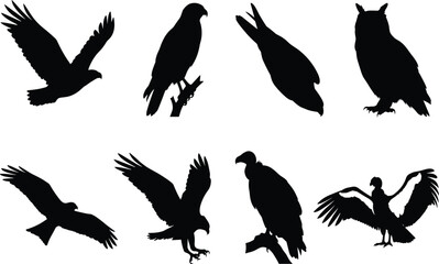 Fototapeta premium Silhouette set of birds of prey eagles hawks vultures and owls isolated on white background