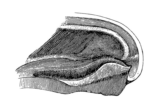 Cross-section through a hoof capsule showing layered structures and textures, old vintage illustration, 1889.