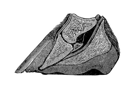 Internal structure of a hoof with layered horn and sensitive tissues, old vintage illustration, 1889.