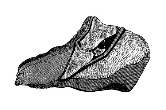 Cross-section of a hoof capsule with layered horn and sensitive structures, old vintage illustration, 1889.