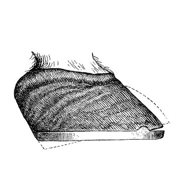 Laminitic hoof with divergent rings and dorsal curvature, old vintage illustration, 1889.