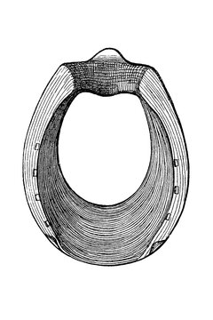 Ornate horseshoe with layered lines and textured shading, three-dimensional effect, old vintage illustration, 1889.