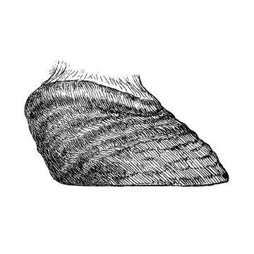 Deer hoof with natural texture and anatomical detail, old vintage illustration, 1889.