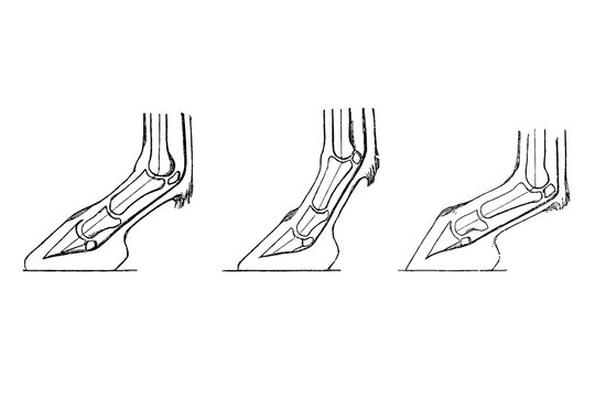 Three cross-sections of a horse hoof with bone alignment and internal structure, old vintage illustration, 1889.