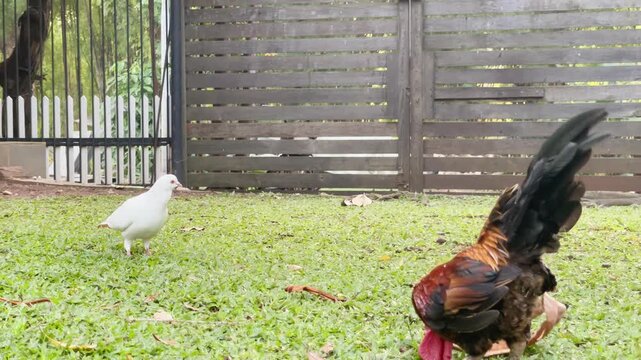 free range chicken and white doves foraging in the garden with rooster sound