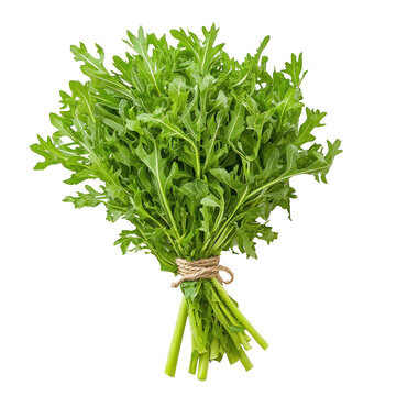 Fresh endive leaves tied together, creating a dense bundle. full length isolate on transparent background