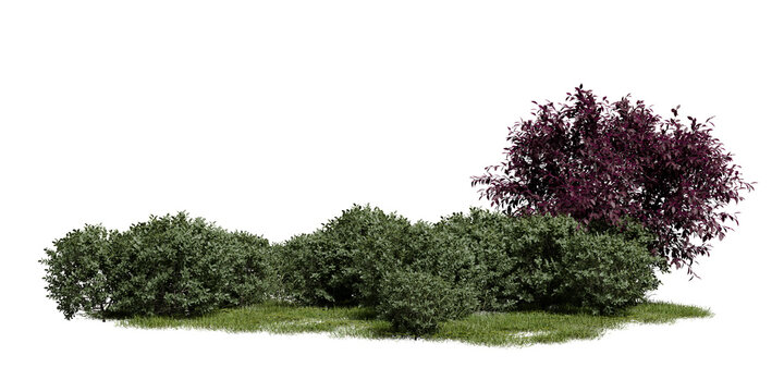 Green bushes and one purple bush are arranged in a garden area. The scene is lit by daylight. The plants are set on grassy ground with no other objects nearby. 3d render