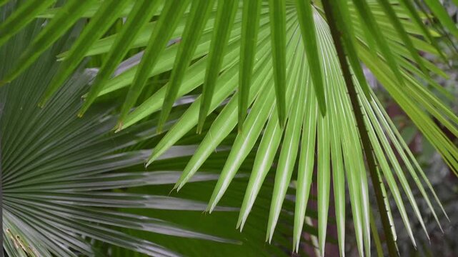 Close up of palm leaves. Slow little movement of leaves due to slight breeze. Relaxing and calming view of nature. Cinematic nature. 