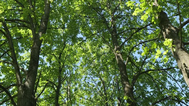 Look up through tall trees with lush green leaves. Sunlight filters through dense canopy. Blue sky visible between branches. Forest scene with vibrant natural colors