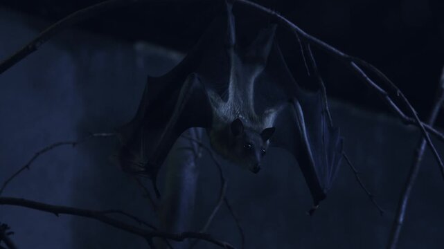 Egyptian fruit bat hanging on branch at night cinematic footage of flying fox mammal in dark habitat.