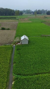 Aerial drone view of lush green rice paddy fields with a small agricultural shed and distant