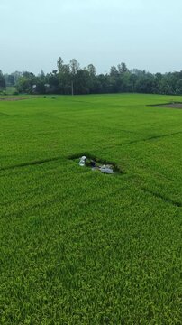 Lush green rice paddy field under overcast sky serene rural landscape with distant trees and a