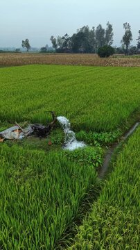 Rural irrigation system watering lush green rice paddy fields with water pump in agricultural