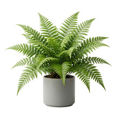 Green fern plant in grey ceramic pot © BTG