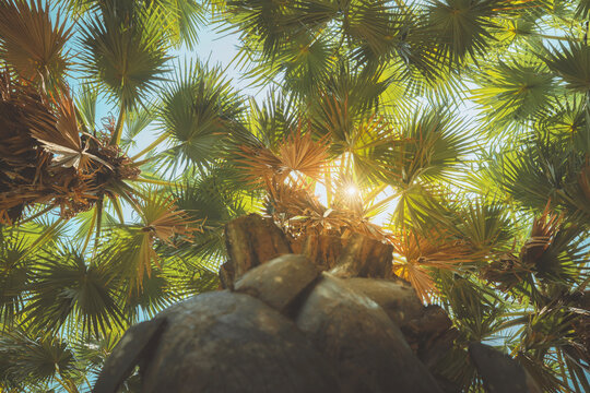 Low angle view of sun shining through green palm leaves against blue sky, tropical sugar palm trees with beautiful morning sun flare for summer holiday, exotic nature travel destination