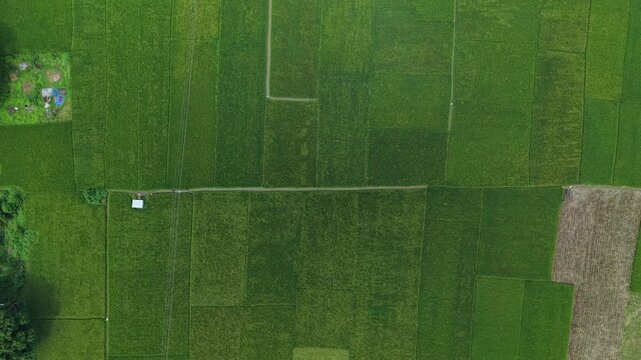 Aerial drone view of lush green rice paddy fields in rural asia with a small white shed and