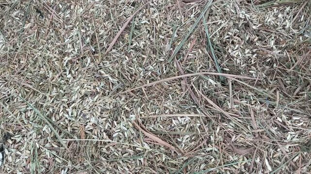 Close-up of Dried Paddy Straw and Field Residue After Harvest