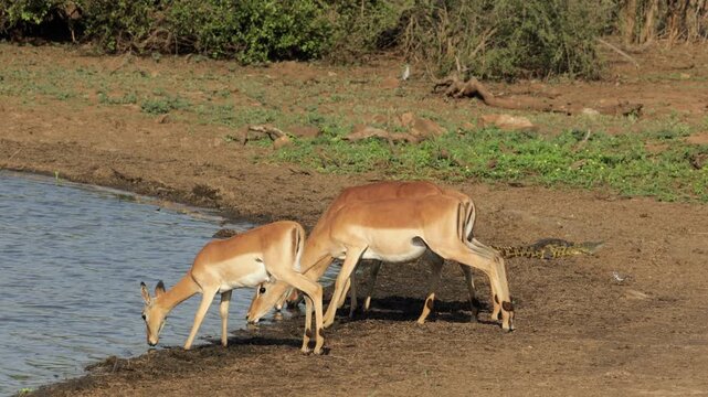 Alert impala antelopes (Aepyceros melampus) drinking water, Kruger National Park, South Africa