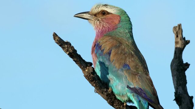 Close-up of a lilac-breasted roller (Coratias caudata) on a branch, Kruger National Park, South Africa