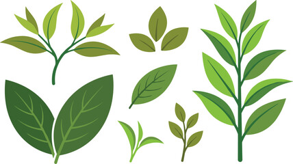 Fresh Green Tea Leaves and Mint Leaf Branch Set with Organic Camellia Sinensis Herbs for Culinary Beverage and Cosmetics Vector Graphic Elements © Siddika