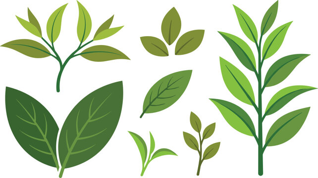 Fresh Green Tea Leaves and Mint Leaf Branch Set with Organic Camellia Sinensis Herbs for Culinary Beverage and Cosmetics Vector Graphic Elements