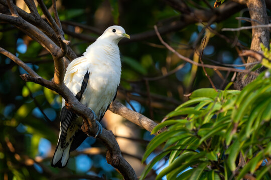 Torresian Imperial Pigeon - Ducula spilorrhoa, large white pigeon native to the forests and woodlands of Australia, Queensland.
