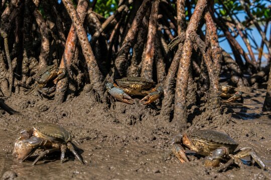 Vibrant mudskipper crabs exploring shallow mangrove roots in tropical coastal ecosystem, dynamic wildlife close-up, vibrant nature photography