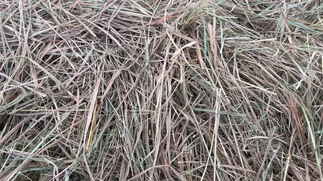 Close-up of Dry Grass and Straw Texture for Natural Background