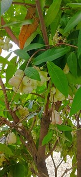 Fresh wax apple fruit and flowers blooming together on the tree branch.