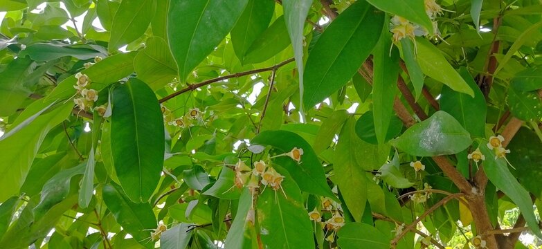 Fresh wax apple fruit and flowers blooming together on the tree branch.