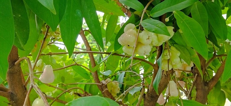 Fresh wax apple fruit and flowers blooming together on the tree branch.