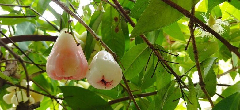Fresh wax apple fruit hanging on the tree with green leaves background.