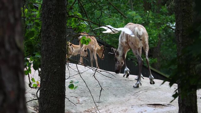 A herd of reindeer grazes in Lapland, northern Finland. A very rare type of white reindeer is seen here while still shedding its winter coat.